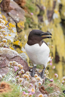 Razorbill (Alca torda) adult standing on rock Razorbill (Alca Torda) perched on the rocks in Scotland Alca torda,Razorbill,United Kingdom,alca,angle,animal,auk,beak,bird,body,cliff,color,colour,copy,depth,europe,field,front,full,horizontal