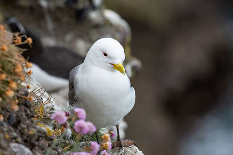 Kittiwake (Rissa tridactyla) standing on the cliffs Kittiwake (Rissa tridactyla) on the cliffs of the Isle of May Black-legged kittiwake,Rissa tridactyla,United Kingdom,animal,beak,bird,birdlife,cliff,coast,colony,crag,estuary,fife,firth,flying,forth,geology,gull,island,isle