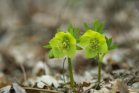 Helleborus in organic garden. Despite names such as winter rose, Christmas rose and Lenten rose hellebores are not closely related to the rose family Rosaceae, many hellebore species are poisonous. Bulgaria,Christmas rose,Helleborus cyclophyllus,Helleborus niger,background,beautiful,beauty,black,bloom,blossom,botany,closeup,color,flora,floral,flower,garden,gardening,green,group