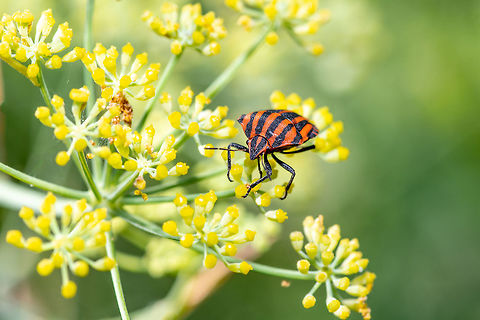 Striped shield bug (Graphosoma italicum) on fennel Stink bug bar or Graphosoma striped (lat: Graphosoma italicum) is a bug from the family Real shchitnik. Macro shallow depth of field Bulgaria,Graphosoma,Graphosoma italicum,Minstrel Bug,aerial,animal,antenna,antennae,arthropod,background,beetle,black,branch,bug,bush,close,closeup,colorful,crawl,creature