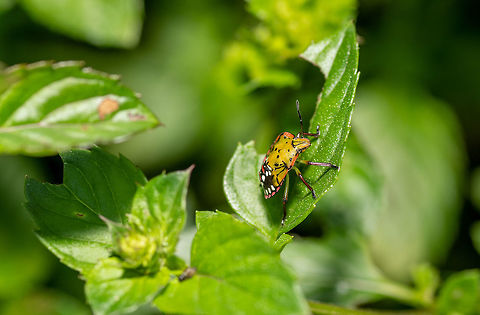 Nezara viridula bugs or southern green stink bugs Southern Green Shieldbug Green Stink Bug Nezara viridula Bulgaria,Nezara viridula,Southern green stink bug,animal,background,beautiful,body,bug,closeup,color,details,environment,eyes,fresh,garden,green,insect,leaf,leaves,macro