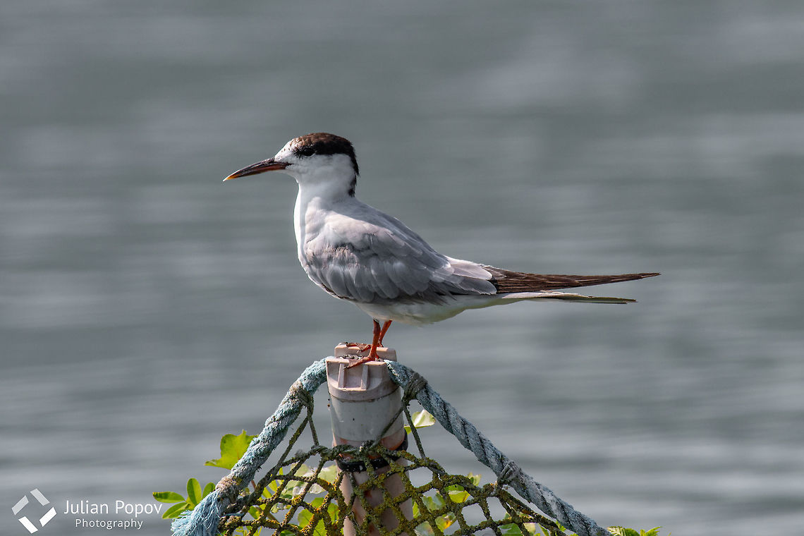 Common tern (sterna hirundo)  Common tern (sterna hirundo) Wildlife in natural habitat Common Tern,Greece,Sterna hirundo,animal,avian,beak,beautiful,beauty,bird,birding,birdwatching,common,danube,delta,fauna,feather,fisher,hirundo,hunter,lake