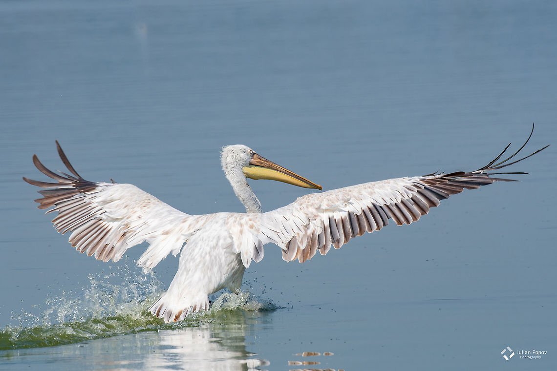Dalmatian curly pelican (Pelecanus crispus)   Dalmatian curly pelican (Pelecanus crispus) the world&#039;s largest freshwater bird Dalmatian Pelican,Greece,Pelecanus crispus,animal,beak,bird,birdwatching,crispus,dalmatian,day,flight,flying,freshwater,greece,huge,image,kerkini,lake,landing,light