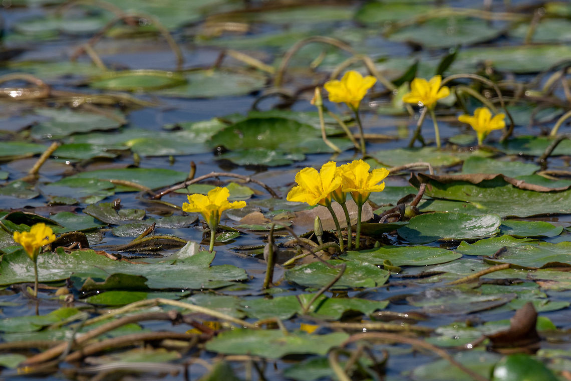 Water lilies (Nymphoides peltata) on the river in the summer Dense floating fresh water vegetation of Fringed Water-lily (Nymphoides peltata) Greece,Nymphoides peltata,aquatic,background,beautiful,bed,bee,bloom,botanical,city,closeup,ecology,environment,europe,float,floating,flower,fringed,heart,nymphoides