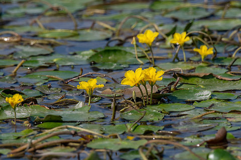 Water lilies (Nymphoides peltata) on the river in the summer Dense floating fresh water vegetation of Fringed Water-lily (Nymphoides peltata) Greece,Nymphoides peltata,aquatic,background,beautiful,bed,bee,bloom,botanical,city,closeup,ecology,environment,europe,float,floating,flower,fringed,heart,nymphoides