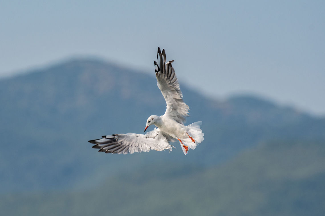 Black-headed gull (Chroicocephalus ridibundus) in flight. Black-headed gull (Chroicocephalus ridibundus) in flight. Wildlife in natural habitat Black-headed gull,Chroicocephalus,Chroicocephalus ridibundus,Greece,background,bird,birdlife,black,blue,burred,camera,close,copy,fanned,feathers,flight,flying,gull,head,headed