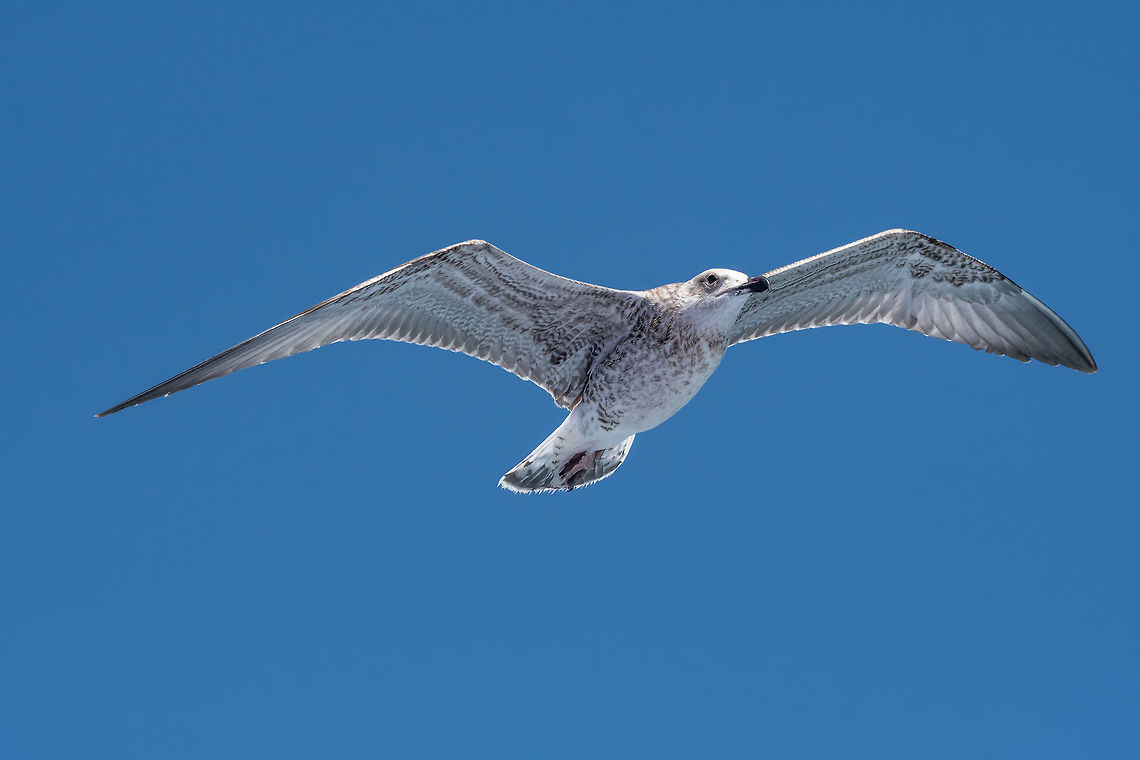 Portrait of Juvenile yellow-legged gull (Larus michahellis) bird JuvenileYellow-legged gull (larus michahellis) in flight on blue sky Greece,Larus michahellis,Yellow-legged gull,action,animal,background,beach,beak,beautiful,beauty,bird,birdwatching,blue,closeup,coast,cute,dive,feather,gull,head