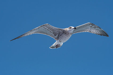 Portrait of Juvenile yellow-legged gull (Larus michahellis) bird JuvenileYellow-legged gull (larus michahellis) in flight on blue sky Greece,Larus michahellis,Yellow-legged gull,action,animal,background,beach,beak,beautiful,beauty,bird,birdwatching,blue,closeup,coast,cute,dive,feather,gull,head