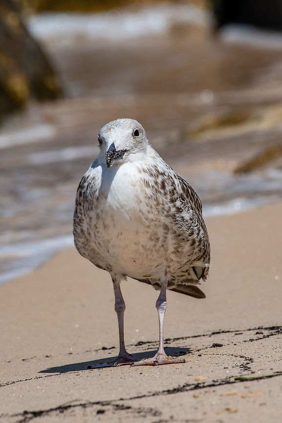Juvenile Yellow-legged gull (Larus michahellis) Portrait of Juvenile yellow-legged gull (Larus michahellis) bird in natural environment Greece,Larus michahellis,Yellow-legged gull,action,animal,background,beach,beak,beautiful,beauty,bird,birdwatching,blue,closeup,coast,cute,dive,feather,gull,head