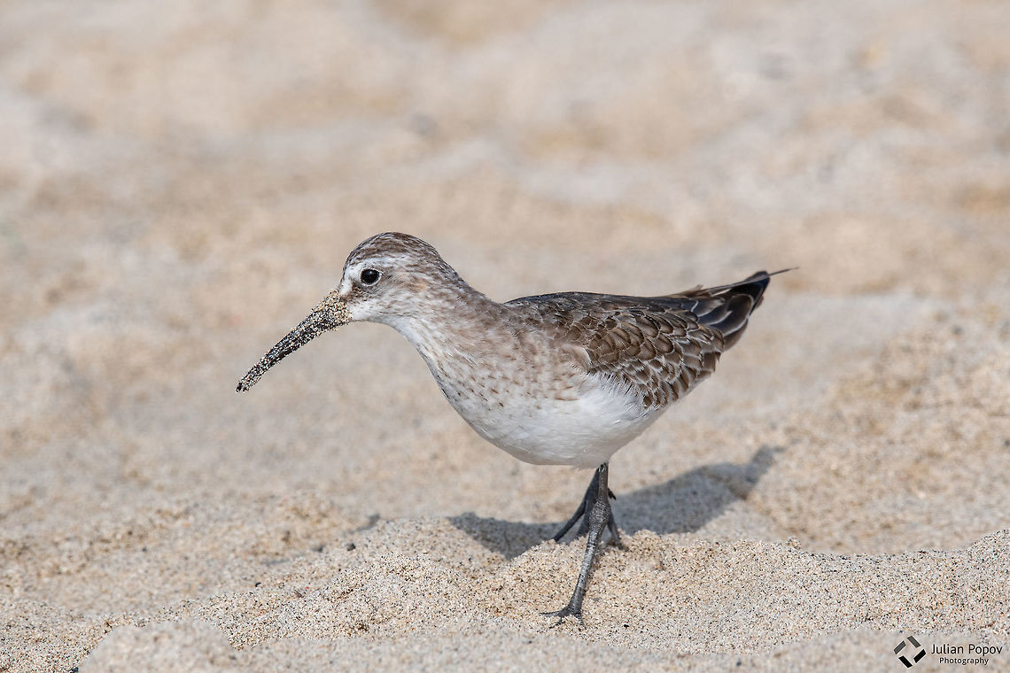 Curlew Sandpiper - Calidris ferruginea Curlew Sandpiper - Calidris ferruginea during migration in Europe Calidris ferruginea,Curlew sandpiper,Geotagged,Greece