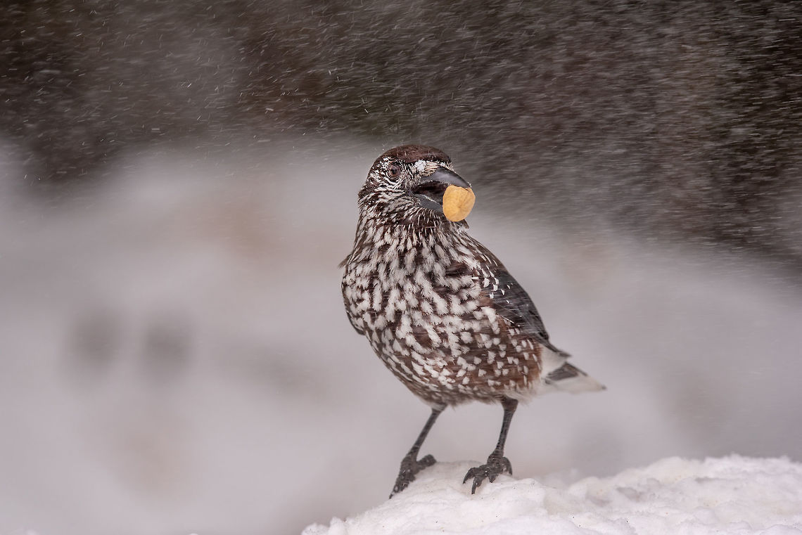 Spotted Nutcracker (Nucifraga caryocatactes) in winter forest. Spotted Nutcracker (Nucifraga caryocatactes) with a nut in her beak Bulgaria,Nucifraga caryocatactes,Spotted Nutcracker,animal,avian,background,beak,beautiful,beauty,bird,birdie,caryocatactes,close up,colour,day,eye,facing,feather,freedom,front