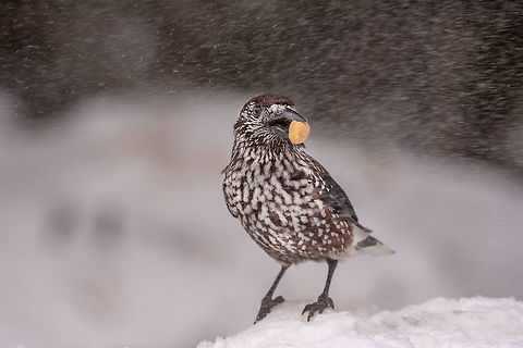 Spotted Nutcracker (Nucifraga caryocatactes) in winter forest. Spotted Nutcracker (Nucifraga caryocatactes) with a nut in her beak Bulgaria,Nucifraga caryocatactes,Spotted Nutcracker,animal,avian,background,beak,beautiful,beauty,bird,birdie,caryocatactes,close up,colour,day,eye,facing,feather,freedom,front