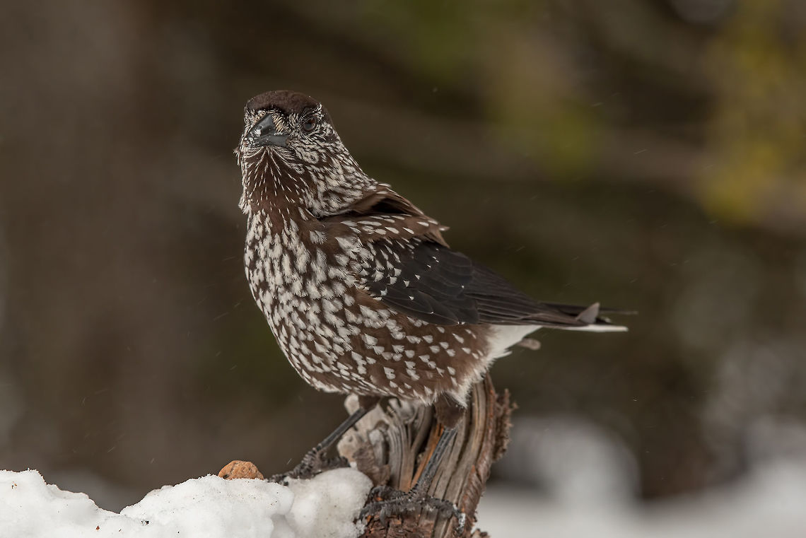 Spotted Nutcracker (Nucifraga caryocatactes) Spotted Nutcracker (Nucifraga caryocatactes) on the perch in winter forest. Bulgaria,Nucifraga caryocatactes,Spotted Nutcracker,animal,avian,background,beak,beautiful,beauty,bird,birdie,caryocatactes,close up,colour,day,eye,facing,feather,freedom,front