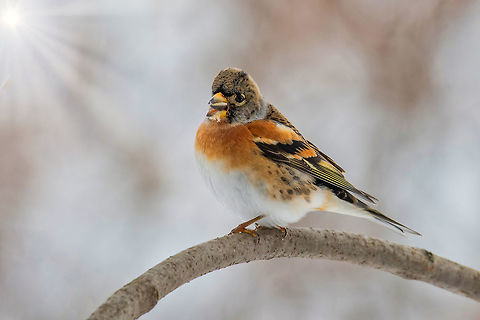 Brambling - Fringilla montifringilla on the  branch. Brambling - Fringilla montifringilla on the  branch.Migration in winter Brambling,Bulgaria,Fringilla montifringilla,animal,background,beak,beautiful,beauty,bird,birdie,brambling,close up,colour,day,eye,facing,feather,freedom,front,garden
