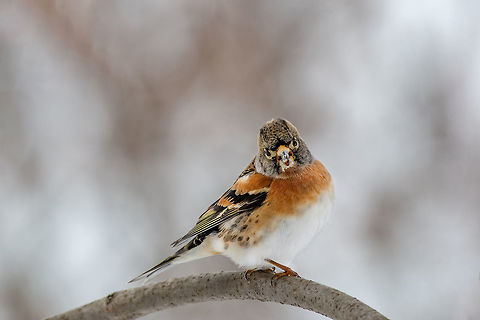 Brambling - Fringilla montifringilla on sitting on a branch in n Brambling - Fringilla montifringilla on the  branch.Migration in winter Brambling,Bulgaria,Fringilla montifringilla,animal,background,beak,beautiful,beauty,bird,birdie,brambling,close up,colour,day,eye,facing,feather,freedom,front,garden