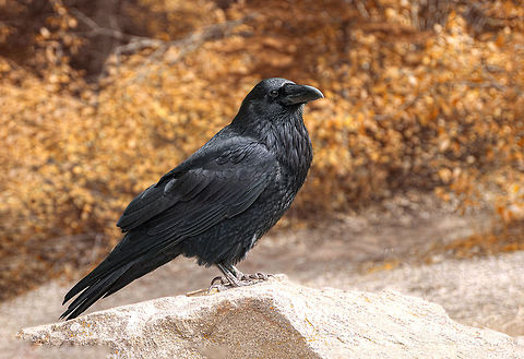 Black bird. Common raven, Corvus corax. Wild life animal Close-up of a beautiful black Common Raven (Corvus corax). ). Wild animals in natural habitat Bulgaria,Common Raven,Corvus corax,animal,avian,background,beak,bill,bird,birding,birdwatching,black,blackbird,closeup,common,corax,corvid,corvidae,corvus,crow