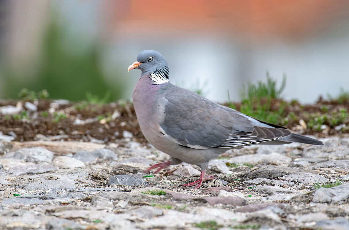 Common Wood Pigeon (Columba palumbus) Wildlife animal Common Wood Pigeon (Columba palumbus) on the ground Columba palumbus,Common Wood Pigeon,Serbia,animal,avian,background,beak,beautiful,bird,blue,branch,britain,british,cestrian,chester,columba,common,cuddly,cute,dove
