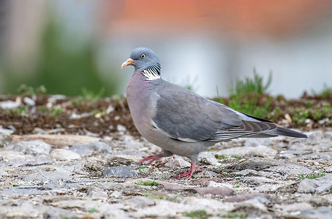 Common Wood Pigeon (Columba palumbus) Wildlife animal Common Wood Pigeon (Columba palumbus) on the ground Columba palumbus,Common Wood Pigeon,Serbia,animal,avian,background,beak,beautiful,bird,blue,branch,britain,british,cestrian,chester,columba,common,cuddly,cute,dove