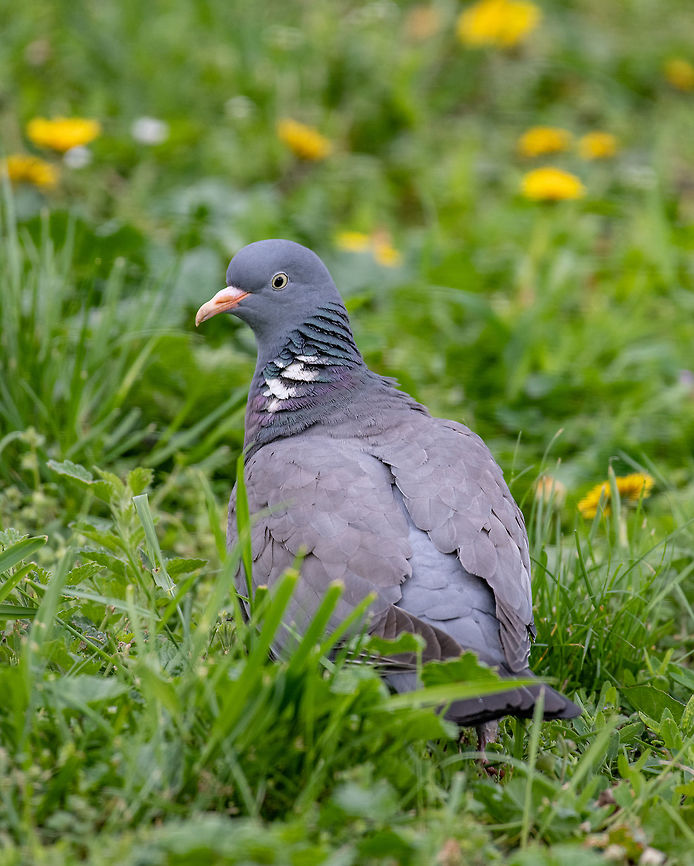 Common Wood Pigeon (Columba palumbus) Wildlife animal Common Wood Pigeon (Columba palumbus) in the grass in summer. Columba palumbus,Common Wood Pigeon,Serbia,animal,avian,background,beak,beautiful,bird,blue,branch,britain,british,cestrian,chester,columba,common,cuddly,cute,dove