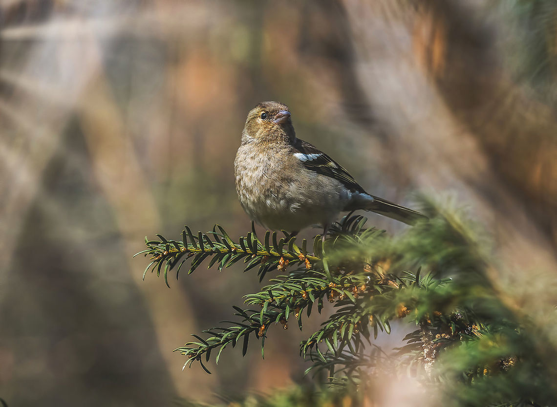 Common Chaffinch (Fringilla coelebs) sitting on a branch The Common Chaffinch (Fringilla coelebs) breeds in much of Europe across Asia to Siberia Common chaffinch,Fringilla coelebs,Serbia,animal,aves,avian,background,beautiful,bird,chaffinch,coelebs,common,delight,enjoyment,environment,europe,fauna,finch,forest,friendly