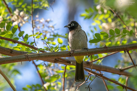 White-spectacled Bulbul (Pycnonotus xanthopygos) Close up of White-spectacled Bulbul (Pycnonotus xanthopygos) Pycnonotus xanthopygos,Turkey,White-Spectacled bulbul,animal,background,beak,beautiful,bird,birdwatching,black,blackbird,blue,branch,brown,bulbul,color,colorful,fauna,feather,field