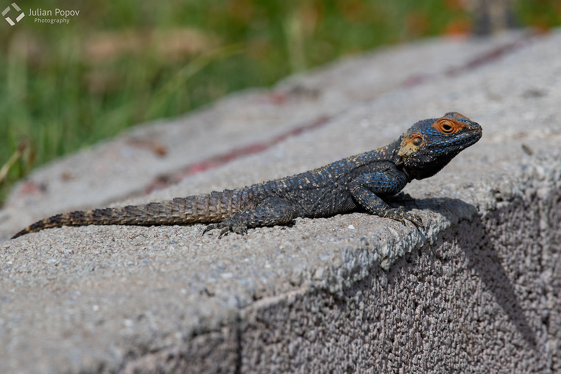 Stellagama stellio Stellagama stellio African,Turkey,agama,agamidae,animal,april,asian,background,biology,body,color,countryside,cyprus,desert,dragon,environment,europe,family,fauna,hardim