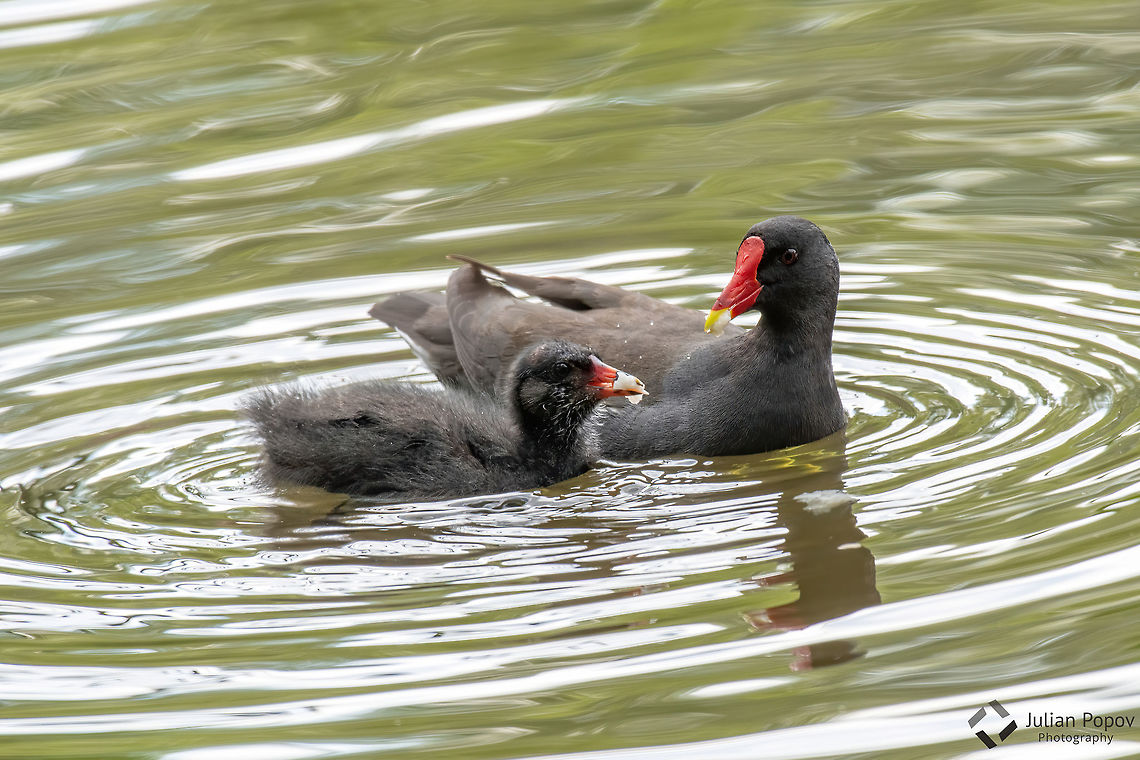 Common moorhen Common moorhen (Gallinula chloropus)  Bulgaria,Common Moorhen,Gallinula chloropus,animal,beak,bird,black,brown,chloropus,common,environment,fauna,feather,gallinula,habitat,lake,moorhen,natural,nature,outdoor