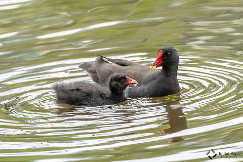 Common moorhen Common moorhen (Gallinula chloropus)  Bulgaria,Common Moorhen,Gallinula chloropus,animal,beak,bird,black,brown,chloropus,common,environment,fauna,feather,gallinula,habitat,lake,moorhen,natural,nature,outdoor