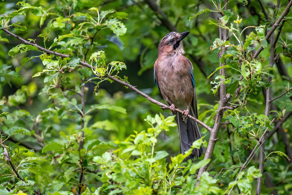 Eurasian Jay- Garrulus glandarius Closeup of Eurasian Jay- Garrulus glandarius sitting on a tree branch Bulgaria,Eurasian Jay,Garrulus glandarius,animal,background,beak,beautiful,beauty,bird,birdie,bread,close up,colour,day,eurasian,eye,facing,feather,freedom,front