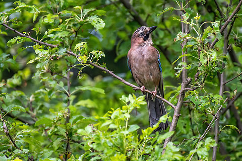 Eurasian Jay- Garrulus glandarius Closeup of Eurasian Jay- Garrulus glandarius sitting on a tree branch Bulgaria,Eurasian Jay,Garrulus glandarius,animal,background,beak,beautiful,beauty,bird,birdie,bread,close up,colour,day,eurasian,eye,facing,feather,freedom,front