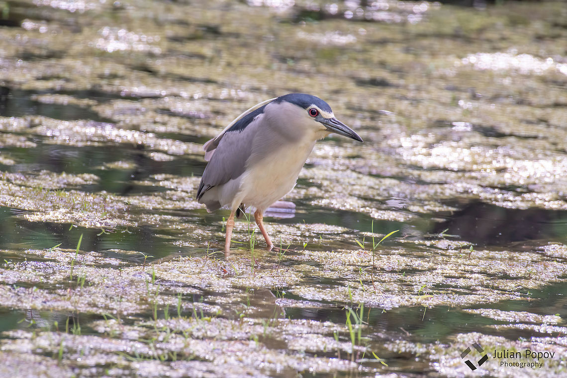 Black-crowned night heron (Nycticorax nycticorax) Black-capped night heron (Nycticorax nycticorax) with suspecting face expression. Black-crowned night heron,Nycticorax nycticorax,Turkey,animal,beak,bill,bird,birdwatching,black,black-crowned,bluish,branch,branches,capped,close,close-up,closeup,color,crowned,day