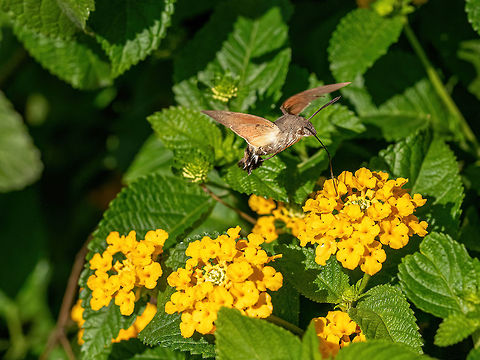Hummingbird hawk-moth Hummingbird hawk-moth (Macroglossum stellatarum) fast flying butterfly  animal,beautiful,bloom,blooming,blossom,blue,butterfly,close,eating,fast,feeding,flight,flower,fly,flying,france,garden,germany,hawk,hawk-moth