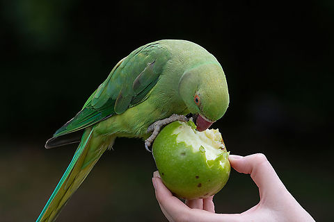 Close up view of the green rose-ringed (Psittacula krameri) para Rose-ringed Parakeet, Psittacula krameri, also known as Ring-necked Parakeet, the beautiful green and red parrot bird with nice feathers details Psittacula krameri,Rose-ringed parakeet,United Kingdom,asia,aves,beak,bird,blue,bright,closeup,color,feathers,forest,green,habitat,head,isolated,parrot,red,rose
