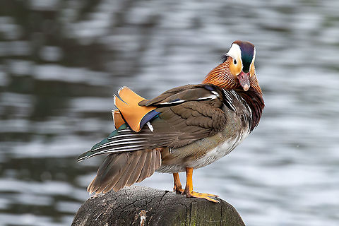 Portrait of Duck. Close up male mandarin duck (Aix galericulata) Close up male mandarin duck (Aix galericulata) on the water  Aix galericulata,Mandarin duck,United Kingdom,animal,aves,beak,bird,blue,brown,closeup,color,colorful,colour,colourful,duck,feather,green,lake,male,mandarin