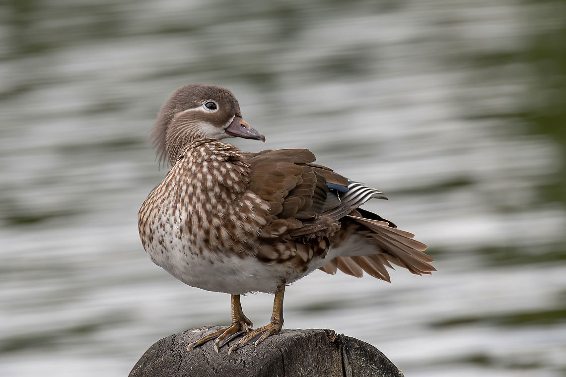 Close up female mandarin duck (Aix galericulata) Close up female mandarin duck (Aix galericulata) on the water Aix galericulata,Mandarin duck,United Kingdom,animal,aves,beak,bird,blue,brown,closeup,color,colorful,colour,colourful,duck,feather,green,lake,male,mandarin