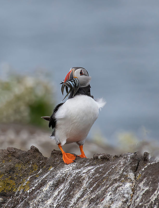 Atlantic Puffin (Fratercula arctica) at isle of May,Scotland Atlantic Puffin (Fratercula arctica), standing on the cliff at Isle of May Atlantic Puffin,Fratercula arctica,United Kingdom,animal,arctica,atlantic,atlanticpuffin,background,beak,beautiful,beauty,bill,bird,black,cliff,colony,color,colorful,cute,europe