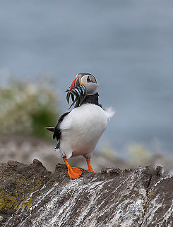 Atlantic Puffin (Fratercula arctica) at isle of May,Scotland Atlantic Puffin (Fratercula arctica), standing on the cliff at Isle of May Atlantic Puffin,Fratercula arctica,United Kingdom,animal,arctica,atlantic,atlanticpuffin,background,beak,beautiful,beauty,bill,bird,black,cliff,colony,color,colorful,cute,europe