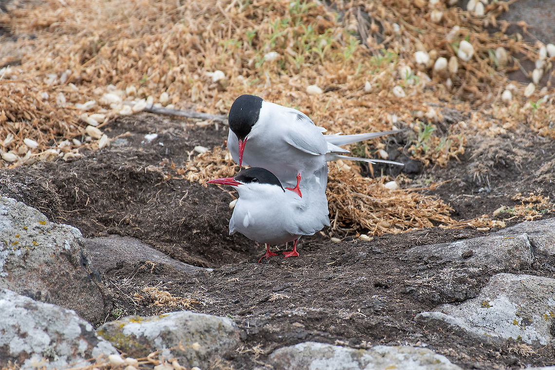 Mating Arctic tern (Sterna paradisaea) in nature. The Arctic tern (Sterna paradisaea) is a long-distance migrant, making a staggering annual round-trip from its Arctic or northern temperate breeding range to the Antarctic where it spends winter Arctic tern,Sterna paradisaea,United Kingdom,animal,arctic,attraction,avian,beak,bird,breeding,britain,british,chicks,coast,coastal,daytime,east,eel,england,english