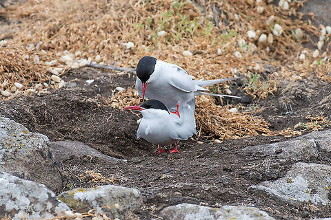 Mating Arctic tern (Sterna paradisaea) in nature. The Arctic tern (Sterna paradisaea) is a long-distance migrant, making a staggering annual round-trip from its Arctic or northern temperate breeding range to the Antarctic where it spends winter Arctic tern,Sterna paradisaea,United Kingdom,animal,arctic,attraction,avian,beak,bird,breeding,britain,british,chicks,coast,coastal,daytime,east,eel,england,english