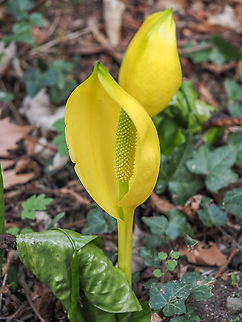 Lysichiton americanus, Western skunk The beautiful and unusual flowers of Lysichiton americanus also known as yellow or american skunk cabbage. American,Bulgaria,England,English,Lysichiton americanus,americanus,background,beauty,botany,cabbage,close-up,color,colorful,decorative,flora,floral,flower,flowering,garden,green