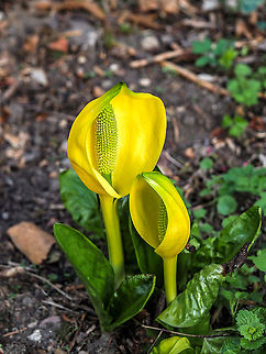 Lysichiton americanus, Western skunk The beautiful and unusual flowers of Lysichiton americanus also known as yellow or american skunk cabbage. American,Bulgaria,England,English,Lysichiton americanus,americanus,background,beauty,botany,cabbage,close-up,color,colorful,decorative,flora,floral,flower,flowering,garden,green