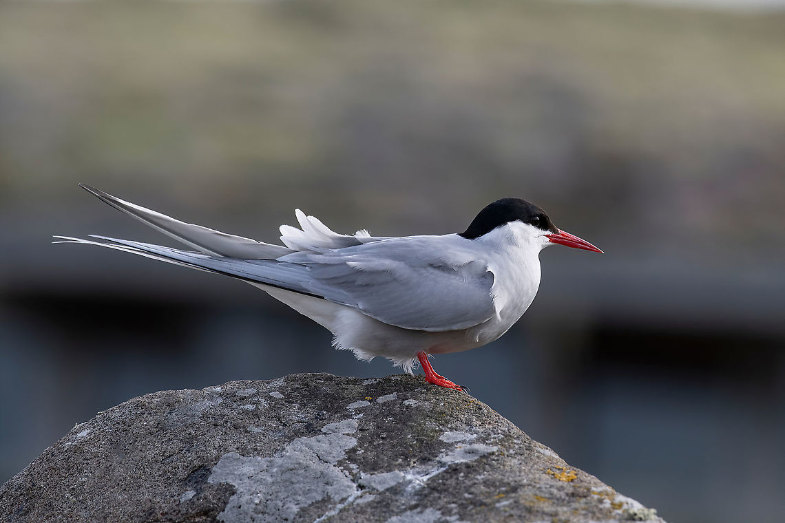 Close up of Arctic tern (Sterna paradisaea) in nature. The Arctic tern (Sterna paradisaea) is a long-distance migrant, making a staggering annual round-trip  Arctic tern,Sterna paradisaea,United Kingdom,animal,arctic,attraction,avian,beak,bird,breeding,britain,british,chicks,coast,coastal,daytime,east,eel,england,english