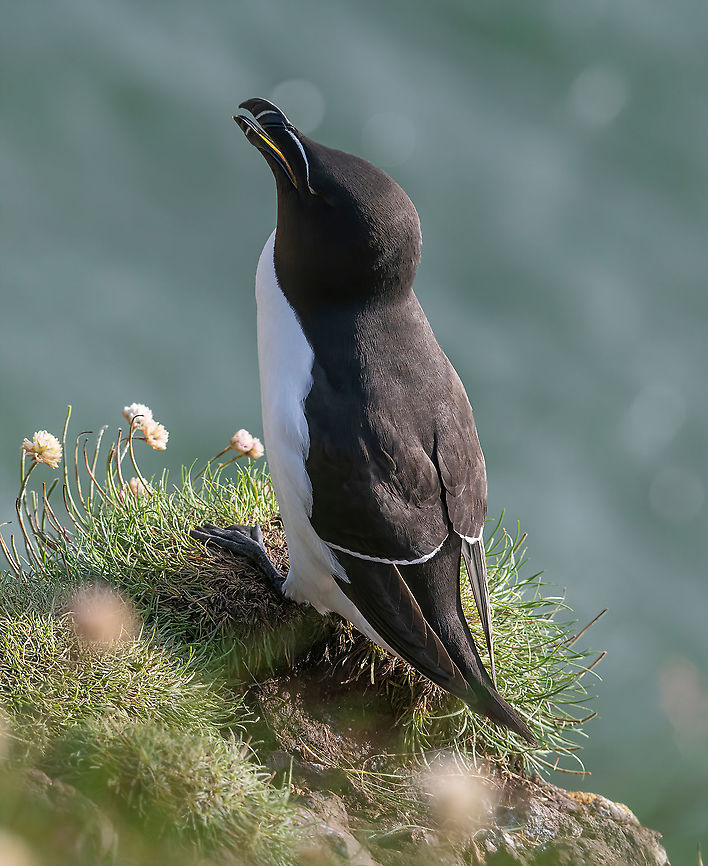 Razorbill (Alca torda) standing on rock Razorbills (Alca Torda) perched on the rocks in Scotland Alca torda,Razorbill,United Kingdom,alca,angle,animal,auk,beak,bird,body,cliff,color,colour,copy,depth,europe,field,front,full,horizontal