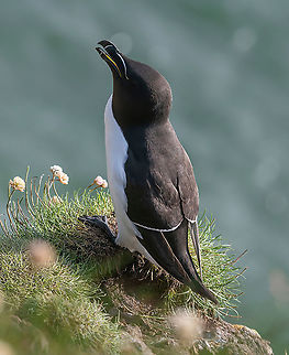 Razorbill (Alca torda) standing on rock Razorbills (Alca Torda) perched on the rocks in Scotland Alca torda,Razorbill,United Kingdom,alca,angle,animal,auk,beak,bird,body,cliff,color,colour,copy,depth,europe,field,front,full,horizontal