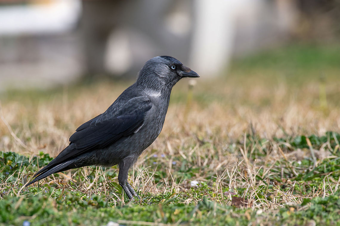 The western jackdaw (Corvus monedula) on the green grass Jackdaw Corvus monedula on the ground, close up Coloeus monedula,North Macedonia,Western Jackdaw,animal,background,beak,bird,black,blue,branch,close,corvus,crow,eurasian,european,eye,fauna,feather,grass,gray
