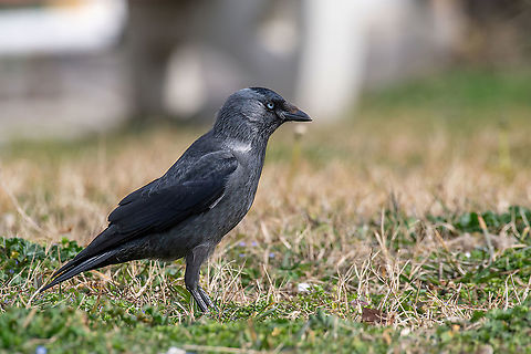 The western jackdaw (Corvus monedula) on the green grass Jackdaw Corvus monedula on the ground, close up Coloeus monedula,North Macedonia,Western Jackdaw,animal,background,beak,bird,black,blue,branch,close,corvus,crow,eurasian,european,eye,fauna,feather,grass,gray