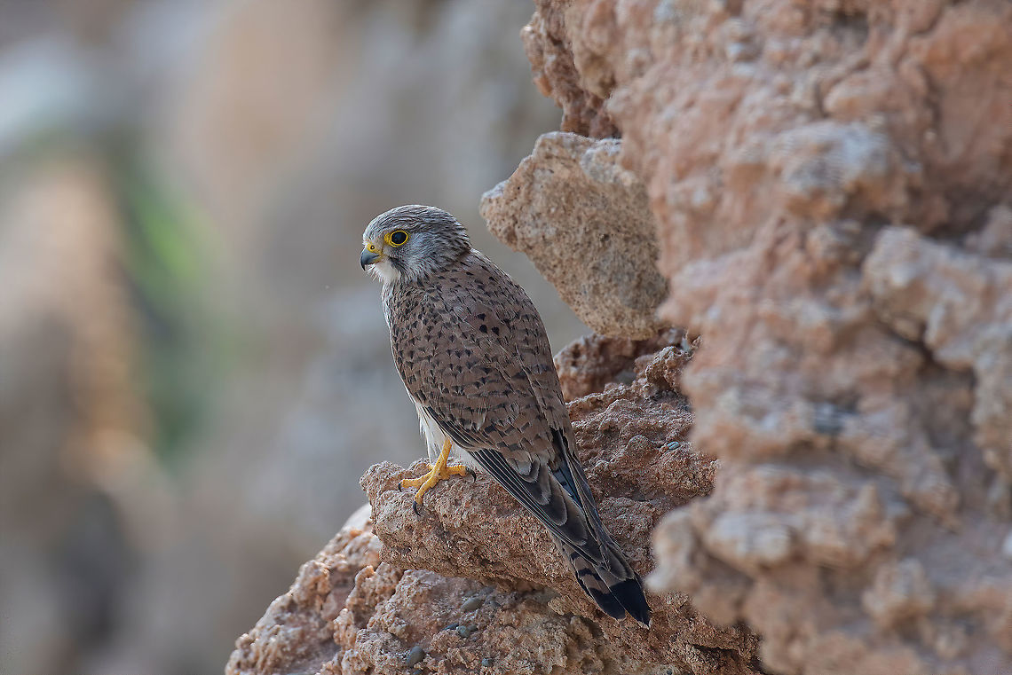 Close up portrait of a common kestrel (falco tinnunculus) Common Kestrel , Falco tinnunculus, little birds of prey Common Kestrel,Cyprus,Eurasian,Europe,European,Falco tinnunculus,Kingdom,United,avian,bird,carnivore,carnivorous,close,closeup,color,colour,common,creature,diurnal,falco