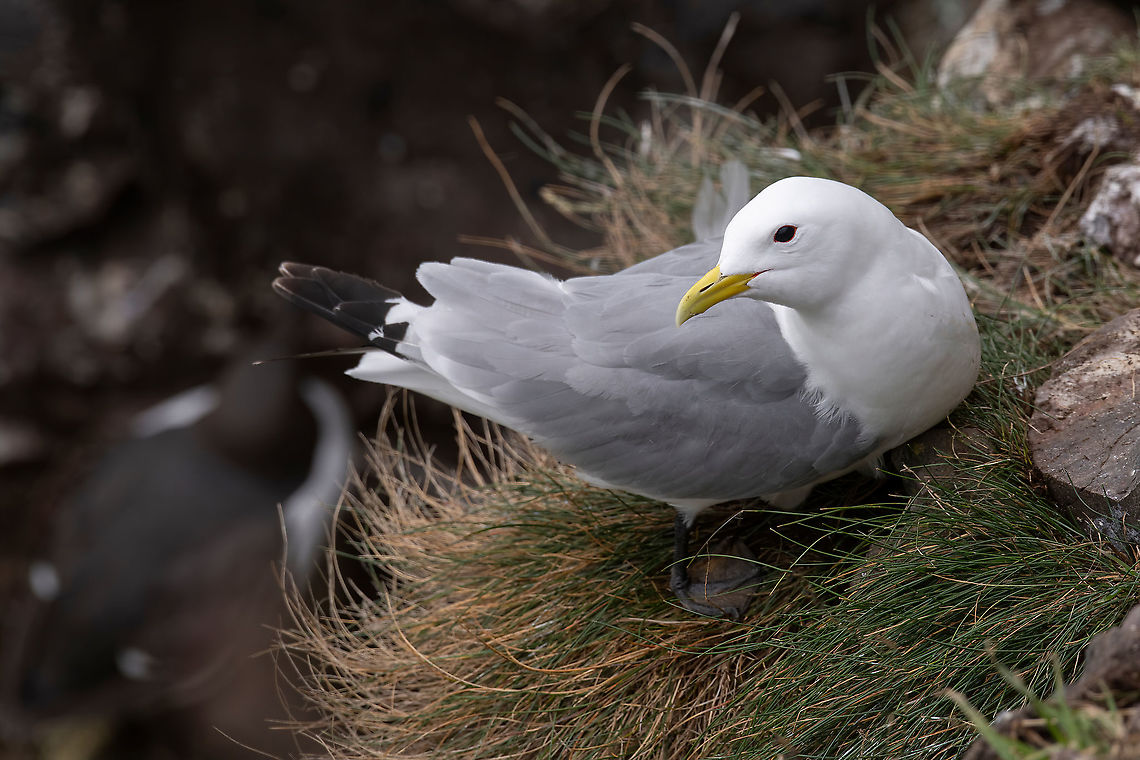 Kittiwake (Rissa tridactyla) standing on the cliffs Kittiwake (Rissa tridactyla) on the cliffs of the Isle of May Black-legged kittiwake,Rissa tridactyla,United Kingdom,animal,beak,bird,birdlife,cliff,coast,colony,crag,estuary,fife,firth,flying,forth,geology,gull,island,isle