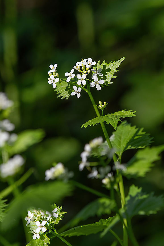 A wild garlic mustard plant (Alliaria petiolata) in blooms  Macro closeup of medicative herb blossom Garlic mustard (Alliaria petiolata) Alliaria petiolata,Bulgaria,Edible,Garlic mustard,Healing,alliaria,background,bloom,blossom,botany,close-up,closeup,curative,detail,eatable,ecology,ecosystem,essential,ethnoscience,flora