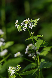A wild garlic mustard plant (Alliaria petiolata) in blooms  Macro closeup of medicative herb blossom Garlic mustard (Alliaria petiolata) Alliaria petiolata,Bulgaria,Edible,Garlic mustard,Healing,alliaria,background,bloom,blossom,botany,close-up,closeup,curative,detail,eatable,ecology,ecosystem,essential,ethnoscience,flora